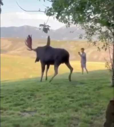🔥 Extremely polite moose bull gently reminds a tourist that wildlife should be respected