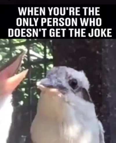 Being 1/8th Kookaburra, I find this offensive.