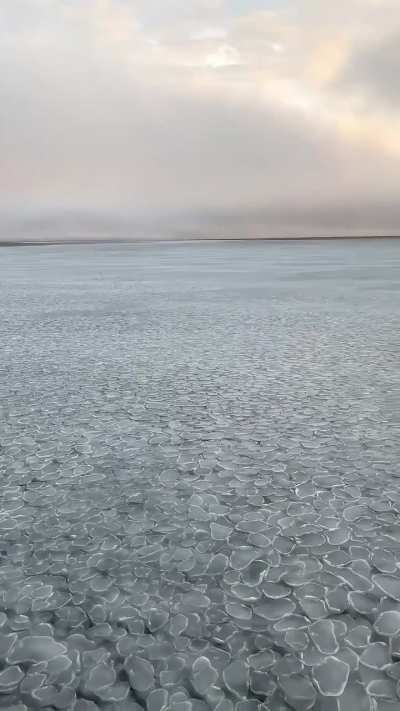 &ldquo;Pancake Ice&rdquo; moving with ocean swells in the Arctic  looks like something out of a dream.