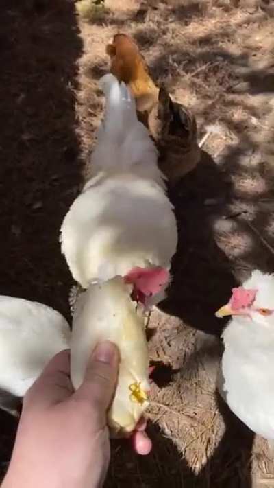Morning snack for the little Velociraptors