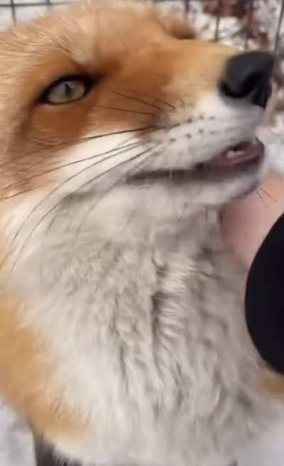 I did not know they sound so cute!