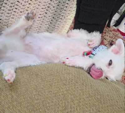 Molly shows her belly and does her signature sleepy licks when she wants to be carried to bed.