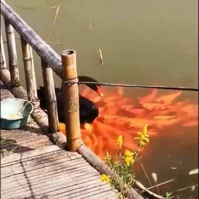 Yo brothaws and sistas come together and I shall feed you. A swan feeds some fish. 🦢 ~S~ Video by nishikigoilovers on IG.