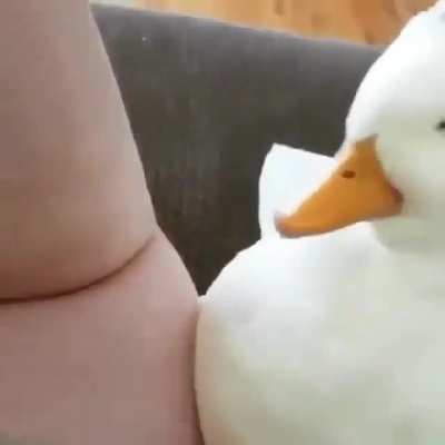 Cutest duck I&rsquo;ve seen