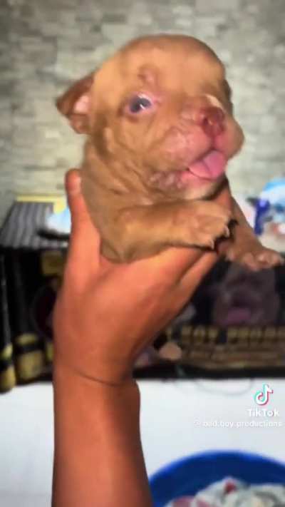 Fofo...