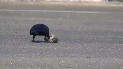 A rat struggling to escape a pair of crows only to get grabbed by a Black Kite