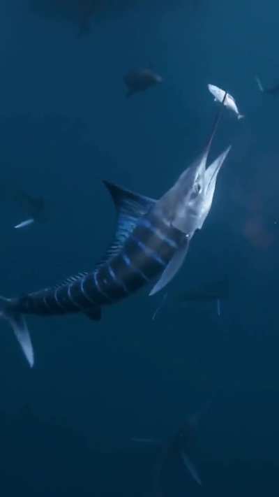 Striped marlin impales fish 