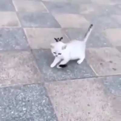 Might a as well learn to squeak squirrel