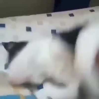 Despierta
