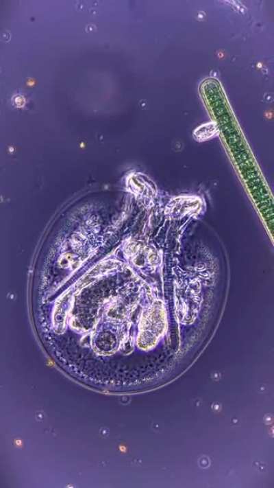 Microscopic lives thriving in a pond.