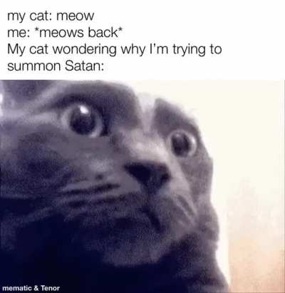 I don&rsquo;t understand cat language!