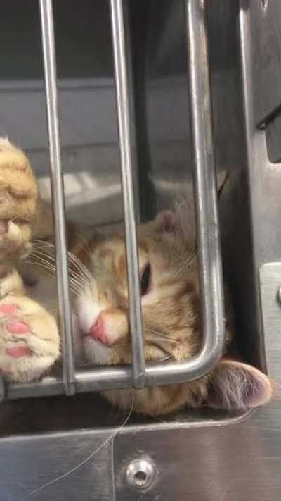 Humperdink wants pets. Solo kitten who&rsquo;s adoptable from my local shelter in MN.