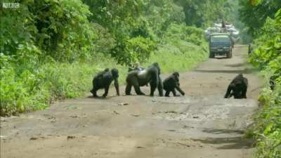 Massive silverback gorilla blocks a road so his family can cross safely.