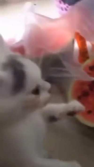 Ya wanna know where I got this watermelon? 🤡