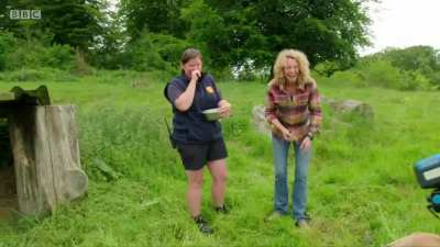 Filming an angry sheep staring at your nuts