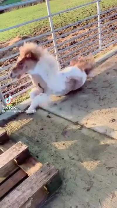 Horizontal Horse