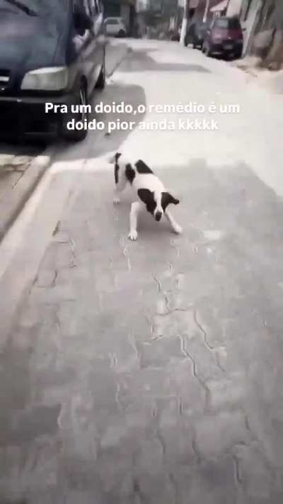 a necessidade de ser doido na vida &eacute; enorme