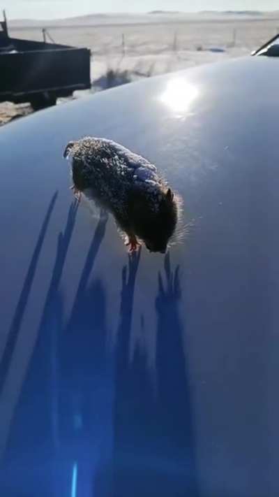 Rat rover