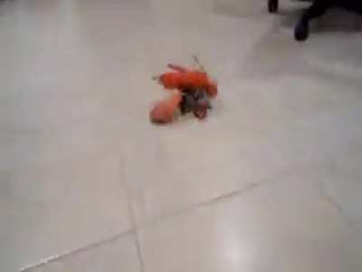 lobster