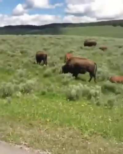 Cat after seeing a bison