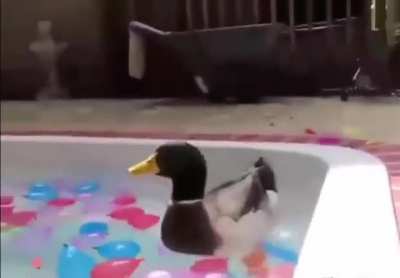 ATTACK!