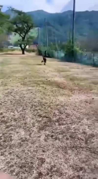 El Bicho