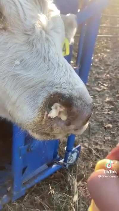 Human being a bro to this cow.