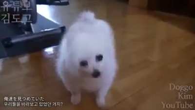 sasageyo em dogues creditos comentarios