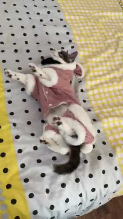 Friend&rsquo;s cat, I think this community will appreciate this.