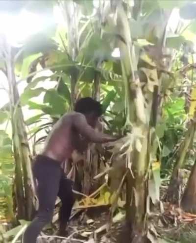Man Vs. Tree
