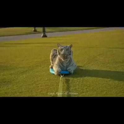 Heh big cats