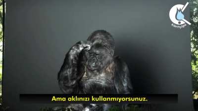 Amk gorili bile m&uuml;sl&uuml;man