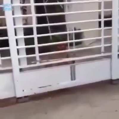 That is a talented pup. Thank god he doesn&rsquo;t have opposable thumbs!