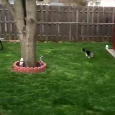 Dog&rsquo;s raised by rabbits..