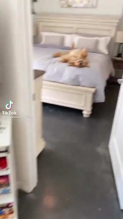 You let your dog sleep in your bed once&hellip;