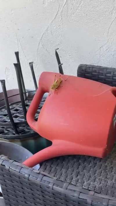 A Bug&rsquo;s Life