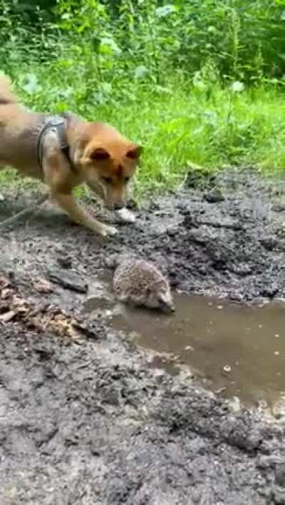 shiba spying on a hedgehog