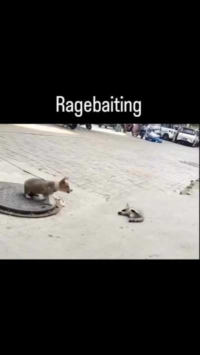 Tom and Jerry?
