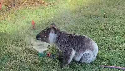 You know it's hot when a Koala comes to play in the sprinkler. Dalby