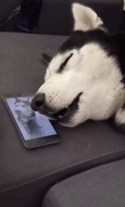 A sleep howling dog