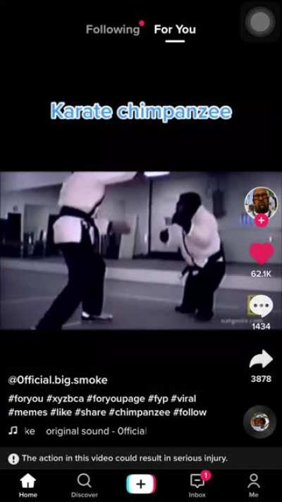 Chimpanzee Trained in Karate
