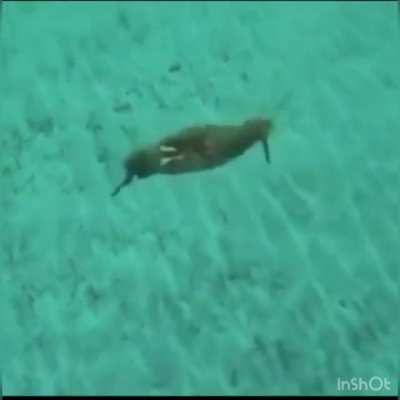 what the crab doing