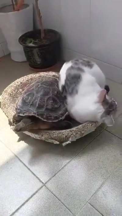 э? э?! э! чо за нах?!