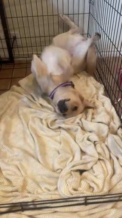 I think my dog might be broken&hellip;.