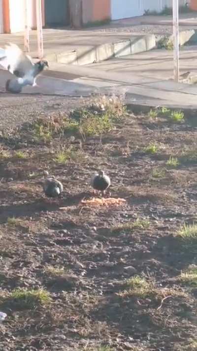 Palomas comiendo un alto guiso