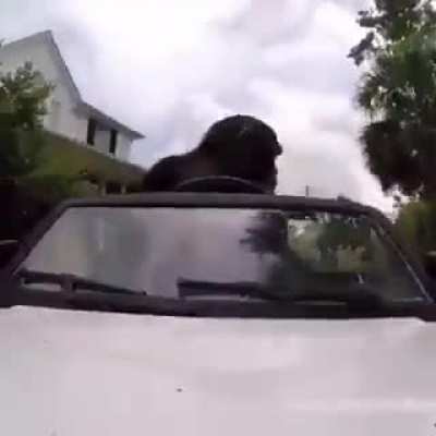 agr eu entendi pq tava vendo carro na live, vai criar conteúdo