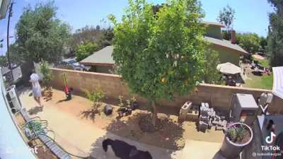 Woman pushes a bear away to protect her dogs