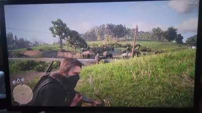 Two bison one arrow