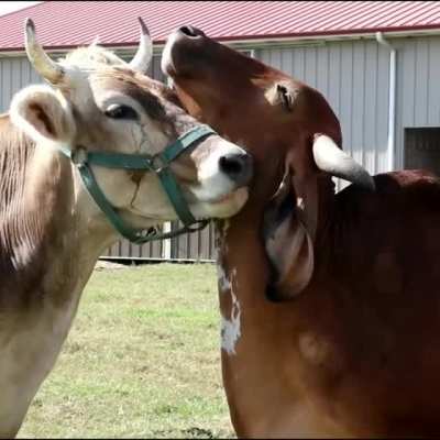Cows have best friends