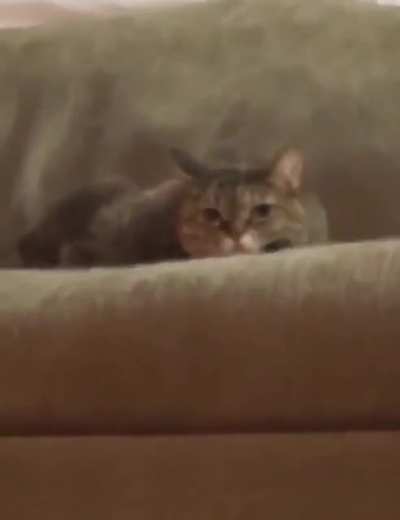 Why is it always the cat ones that are the best